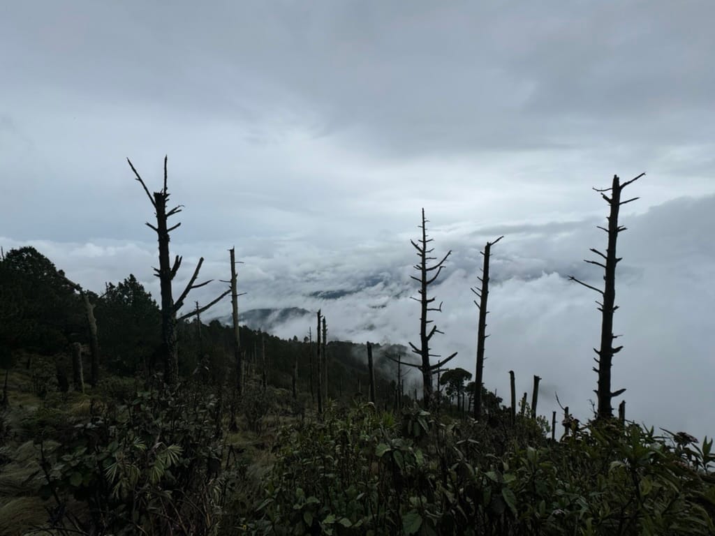 A cloudy view from the slopes of Acatenango with dead trees sticking up in the foreground.